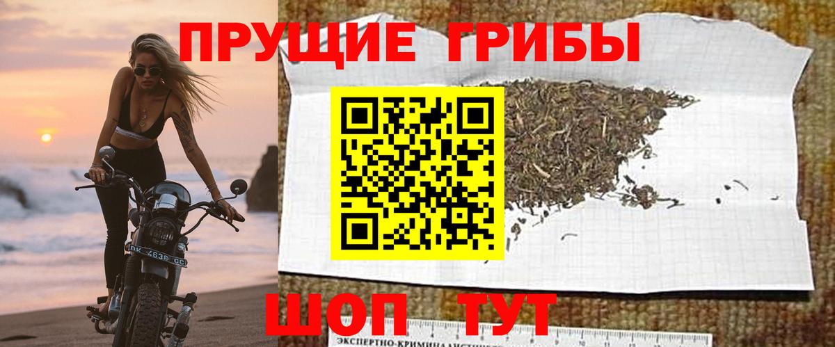 Анжеро-Судженск  Галлюциногенные грибы Psilocybe  Вход с VPN 